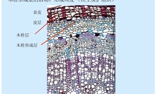 加味黄香正气丸的主治和功效网 - 网站提供加味黄香正气丸的主治和功效是什么小常识、加味黄香正气丸的主治和功效与作用