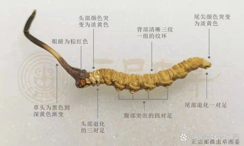 加味黄香正气丸的主治和功效网 - 网站提供加味黄香正气丸的主治和功效是什么小常识、加味黄香正气丸的主治和功效与作用